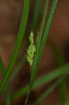 Slender woodland sedge